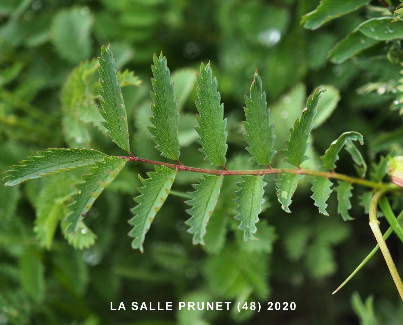 Burnet, Salad/Fodder leaf